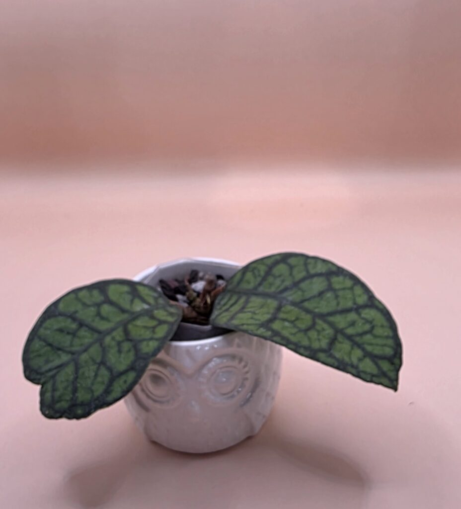 Hoya Bird of paradise